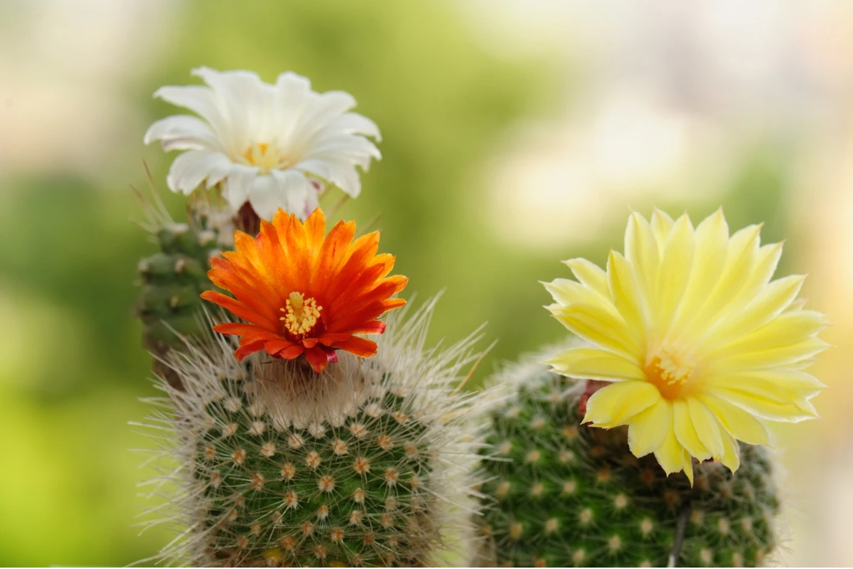 Plantas com Espinhos