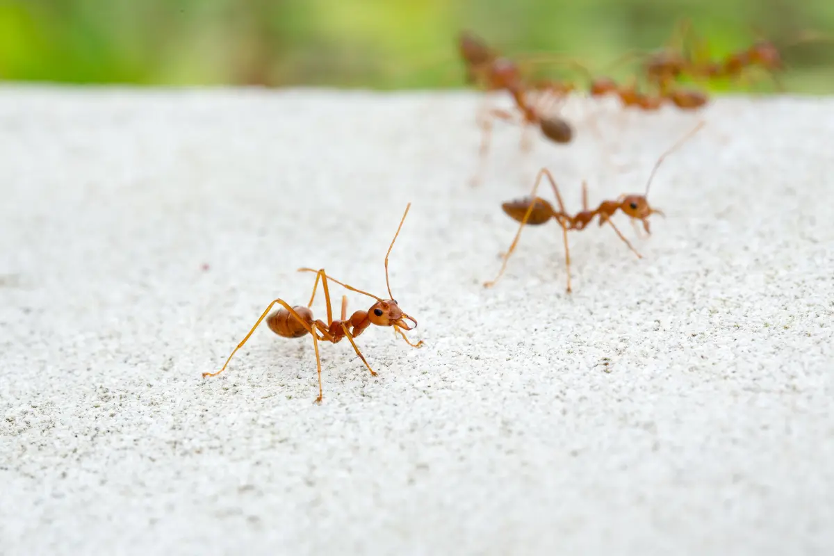 livrar das formigas em casa