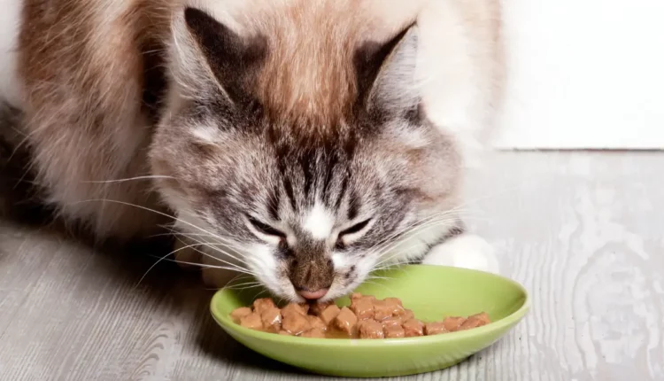 alimentos que gatos não podem comer