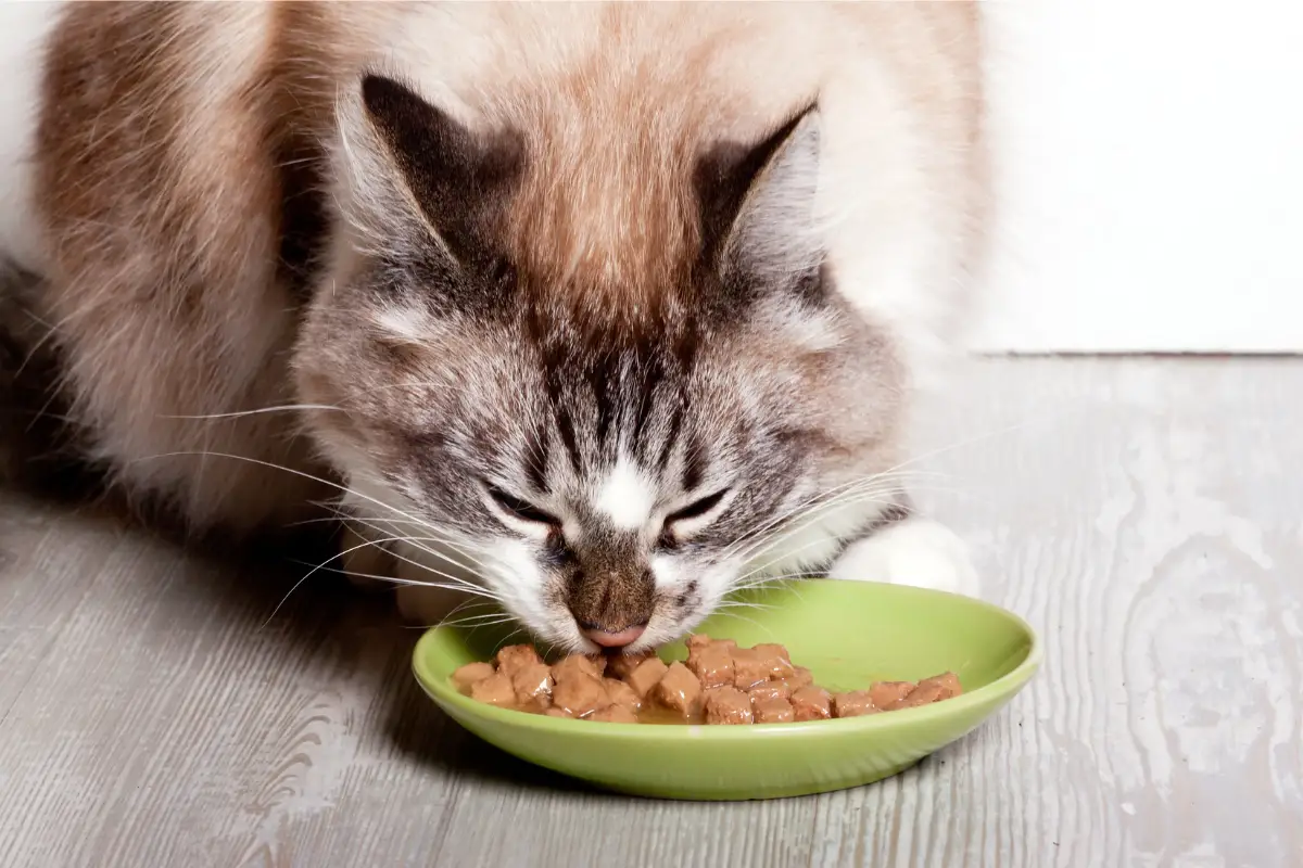 alimentos que gatos não podem comer