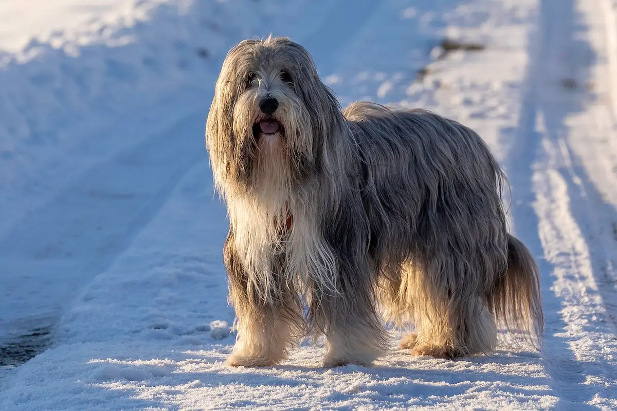 Bearded-Collie: