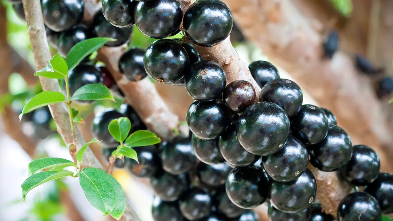 Benefícios da jabuticaba.