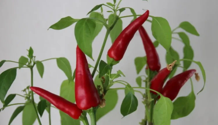 pimenta